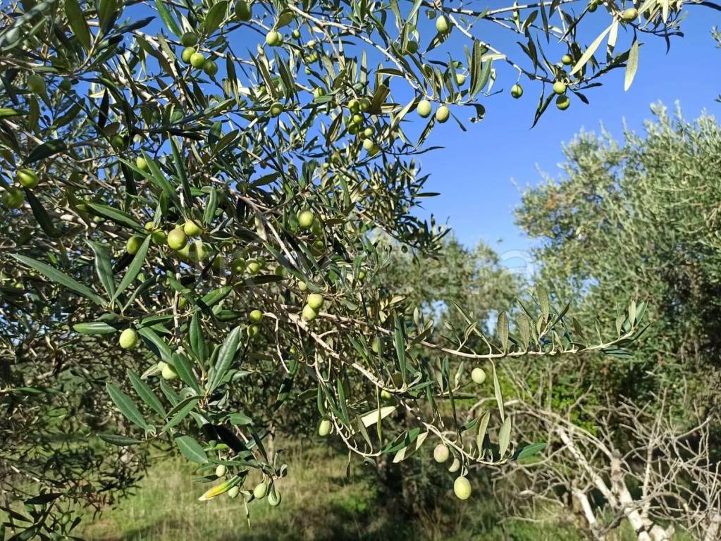 immagine annuncio 7 di 8
