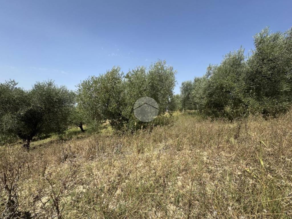 immagine annuncio 5 di 13