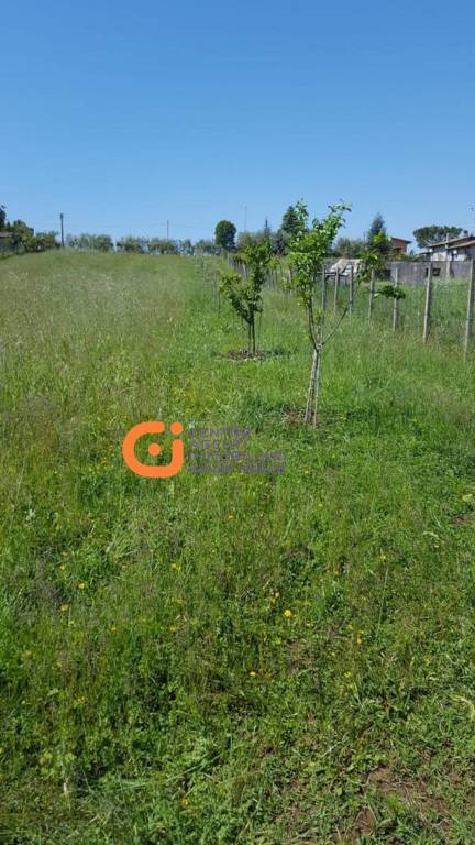 immagine annuncio 2 di 9