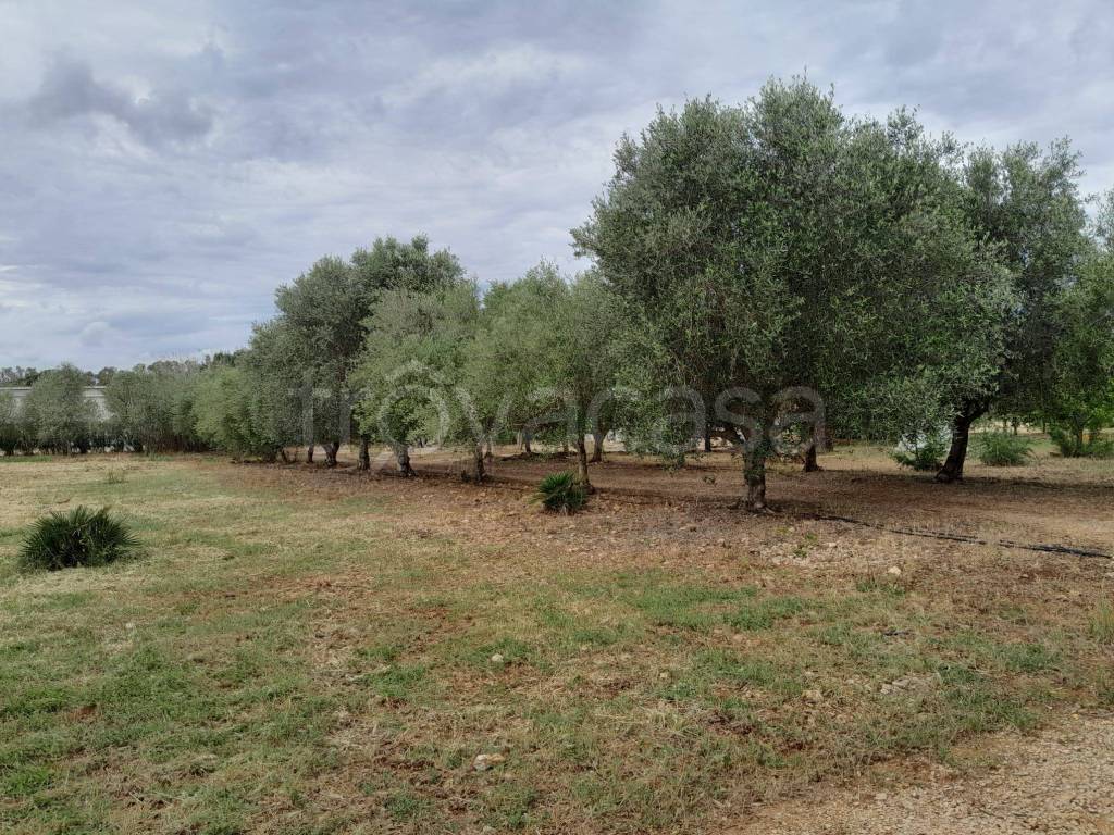 immagine annuncio 8 di 12