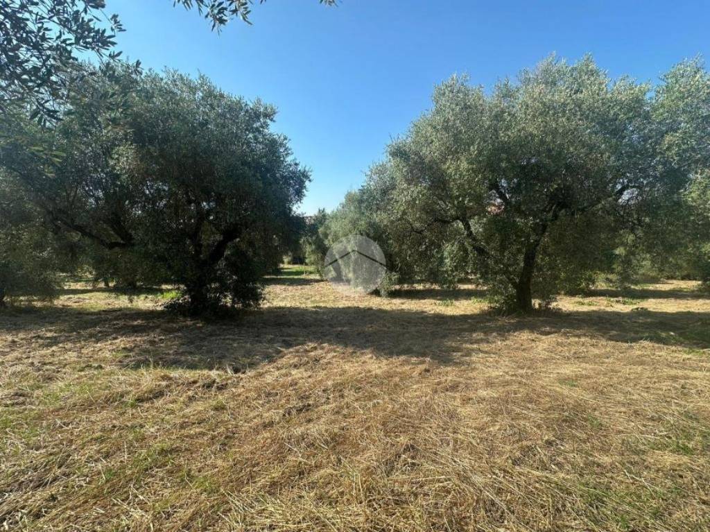 immagine annuncio 3 di 13