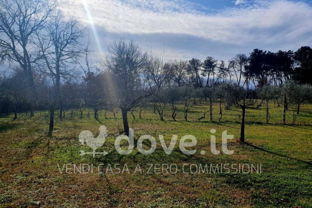 immagine annuncio 11 di 12