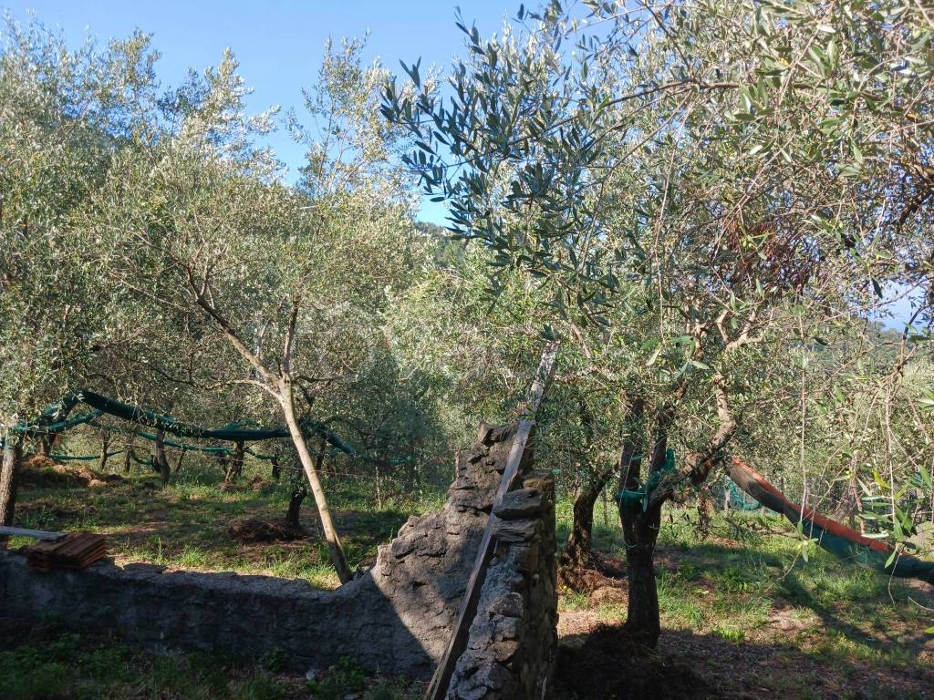 immagine annuncio 7 di 11
