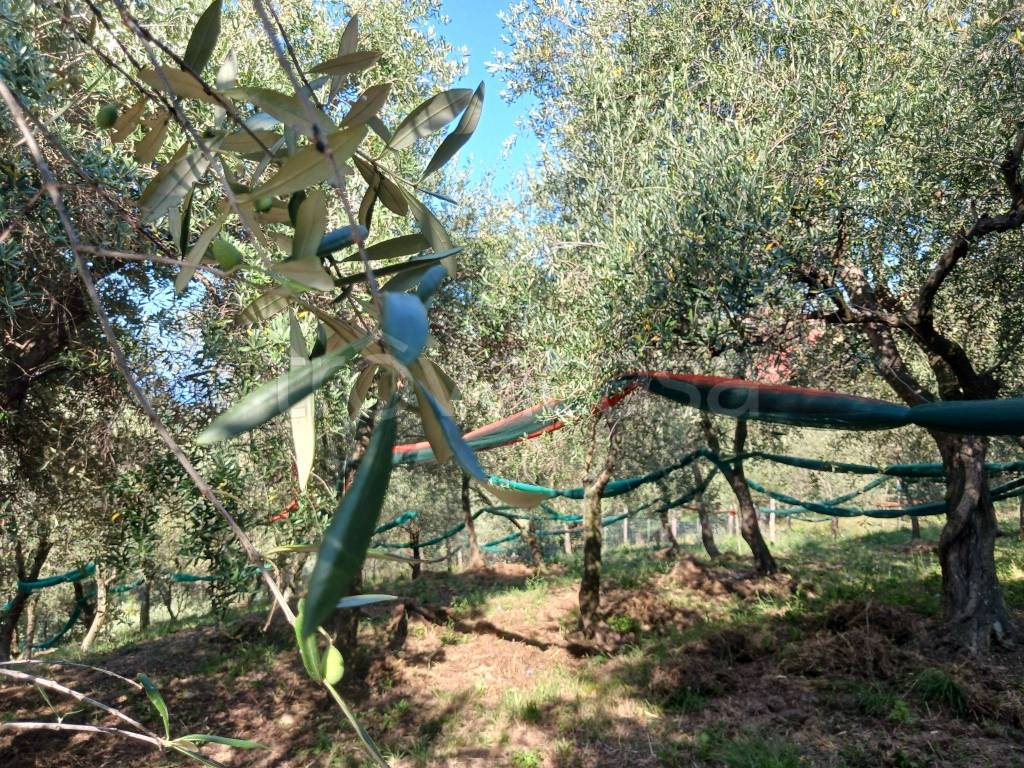 immagine annuncio 8 di 11