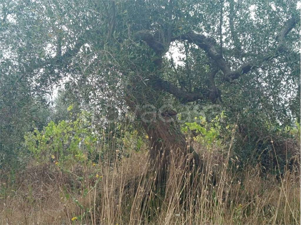 immagine annuncio 3 di 8