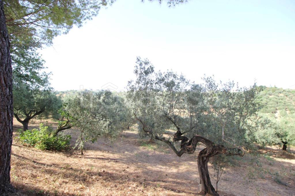 immagine annuncio 9 di 13