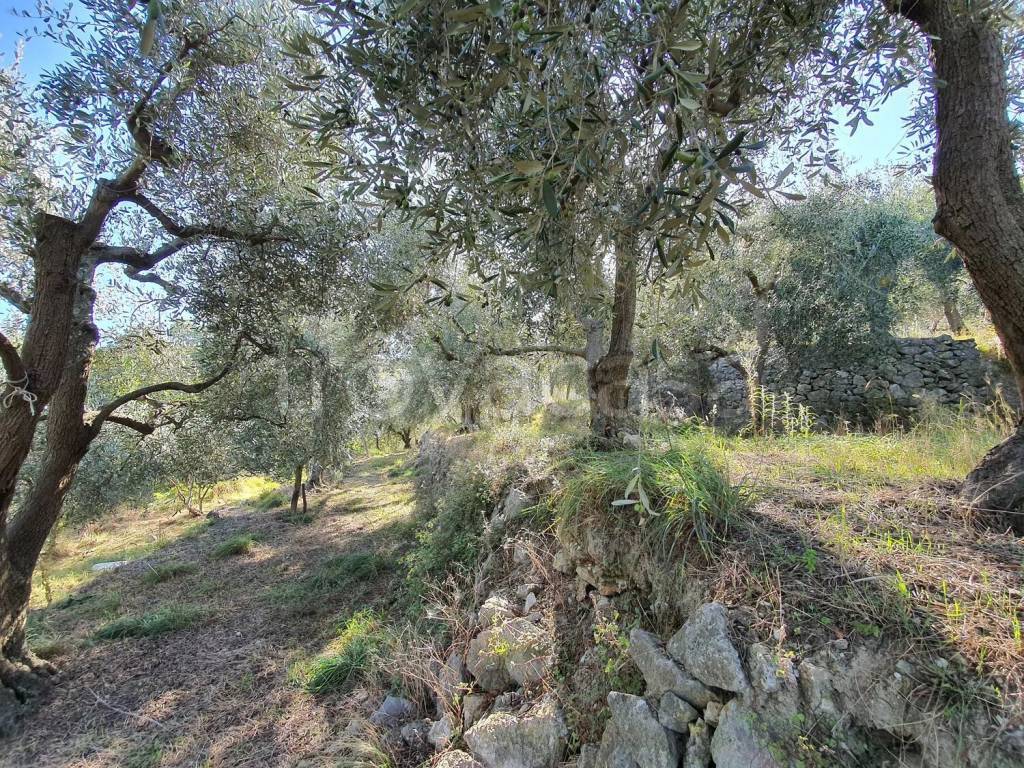 immagine annuncio 2 di 7