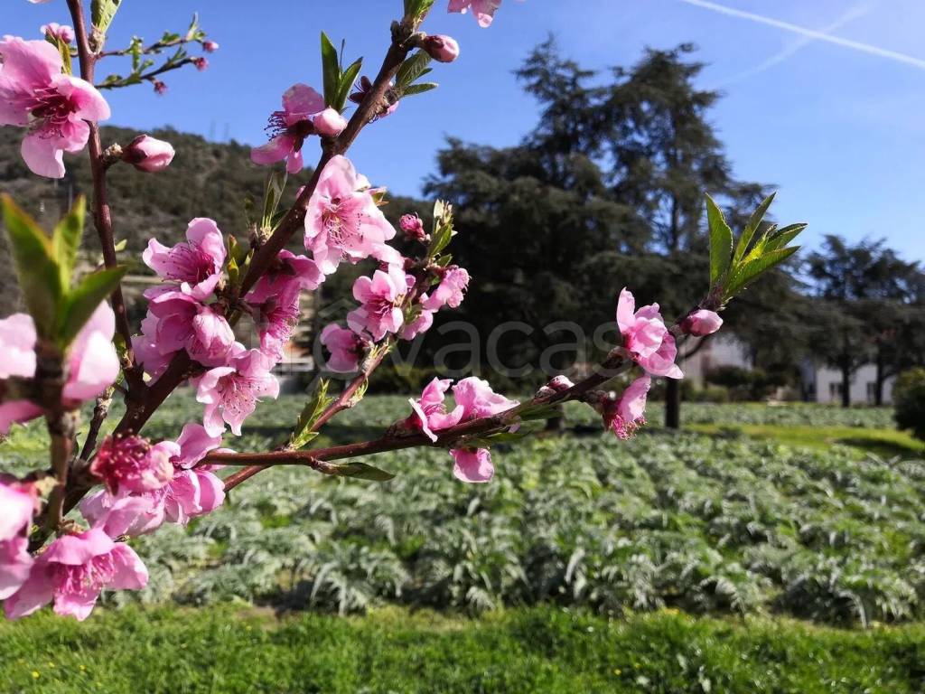 immagine annuncio 7 di 13