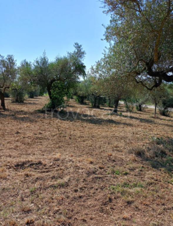immagine annuncio 6 di 12