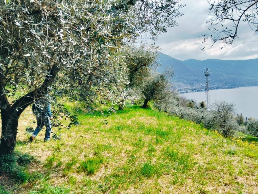 immagine annuncio 2 di 14