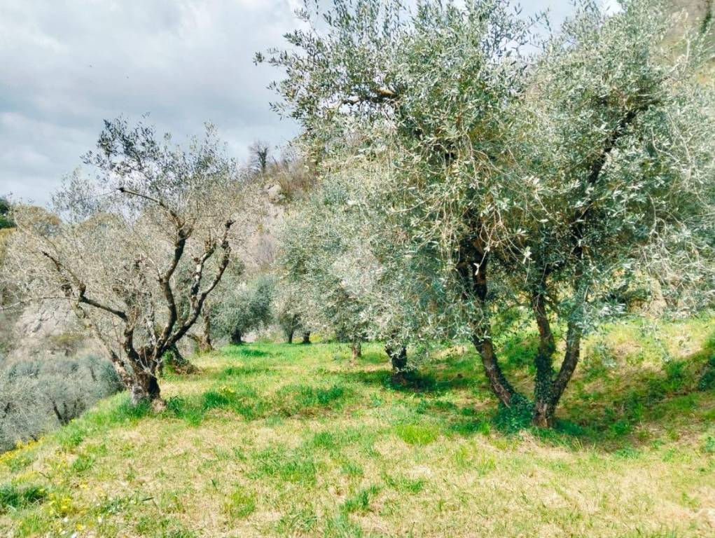 immagine annuncio 5 di 14
