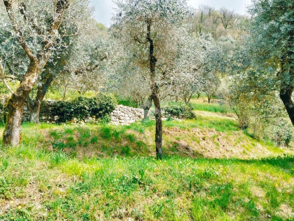 immagine annuncio 6 di 14