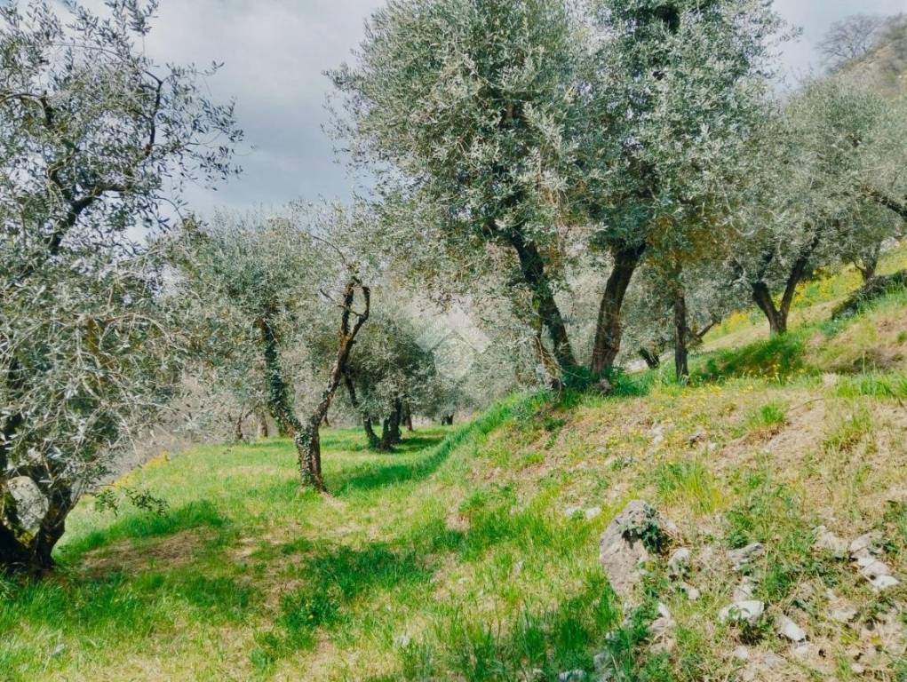 immagine annuncio 9 di 14