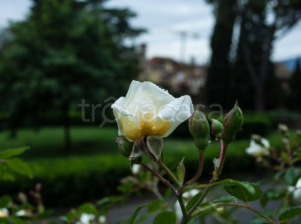 immagine annuncio 6 di 8