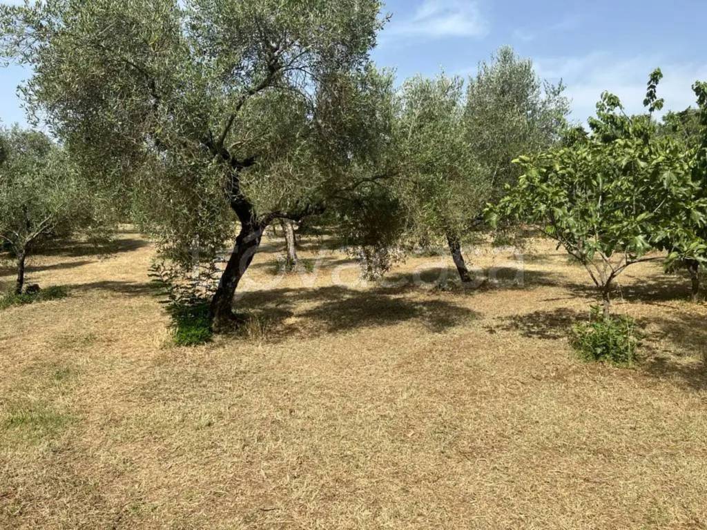 immagine annuncio 9 di 14