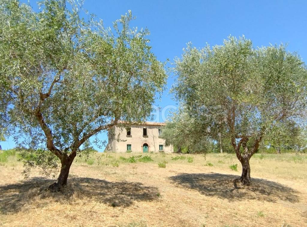 immagine annuncio 5 di 11