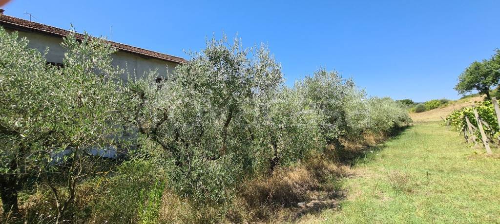 immagine annuncio 7 di 8