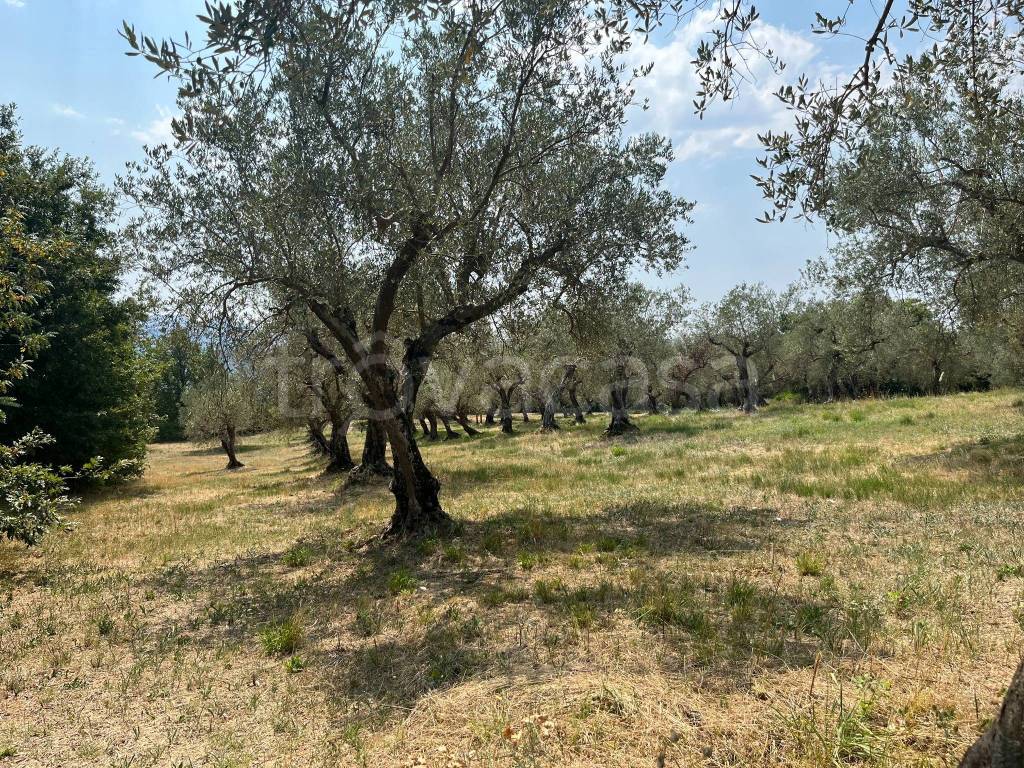immagine annuncio 2 di 12