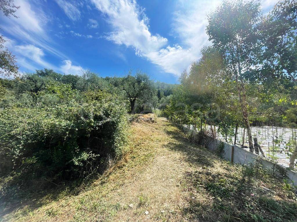 immagine annuncio 1 di 12