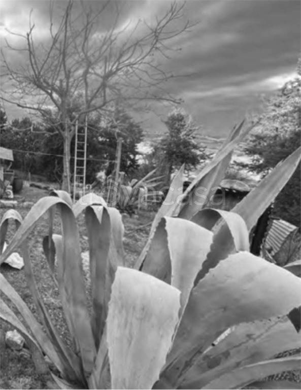 immagine annuncio 6 di 12