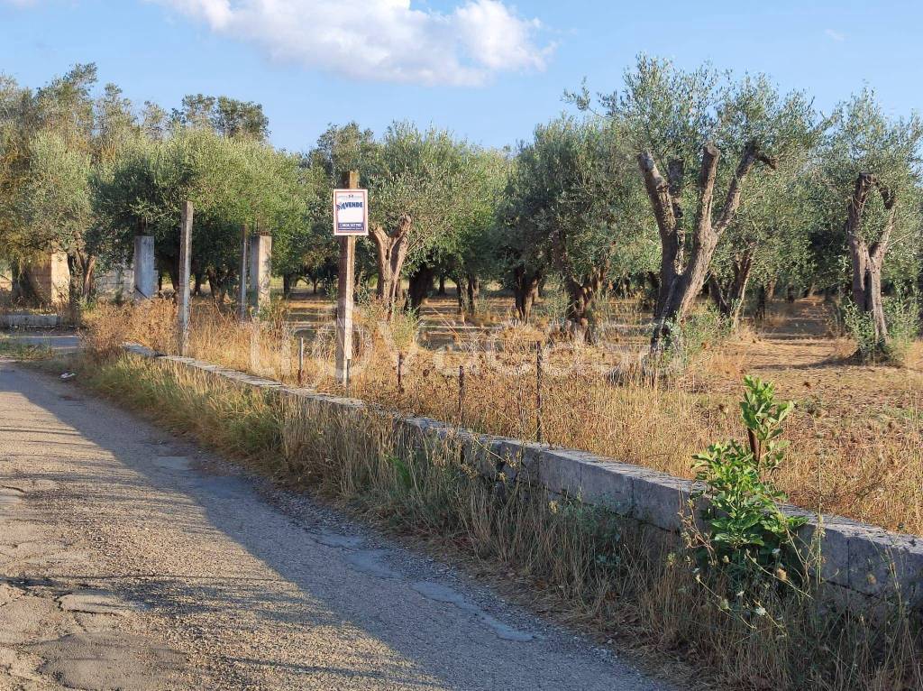 immagine annuncio 4 di 14