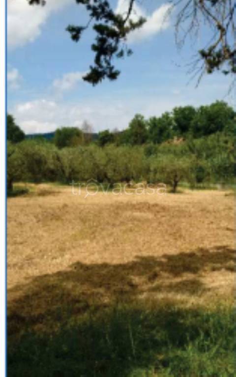 immagine annuncio 4 di 11