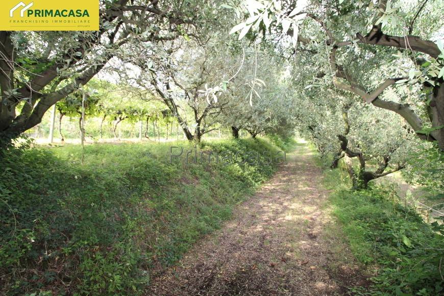 immagine annuncio 1 di 8