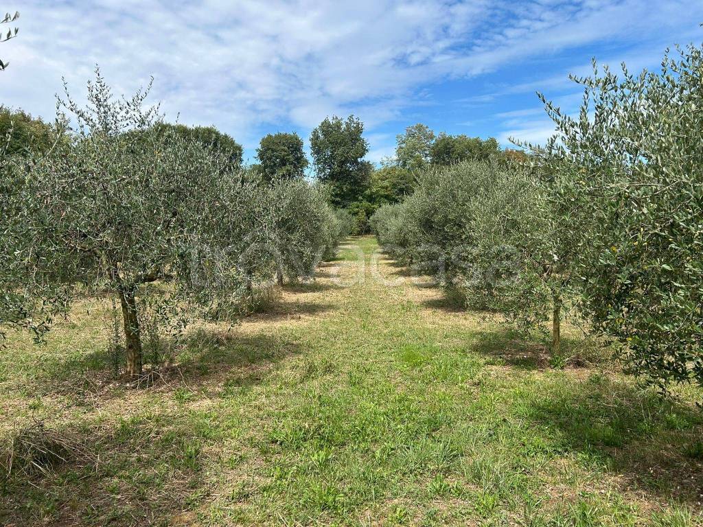 immagine annuncio 3 di 11