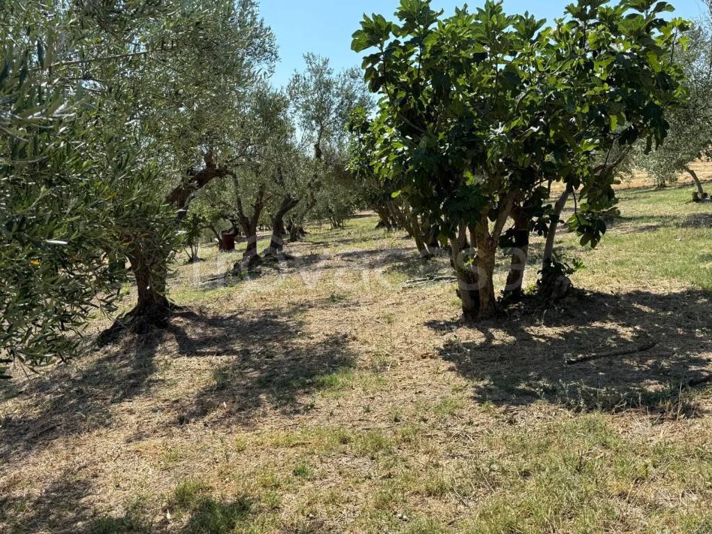 immagine annuncio 4 di 9