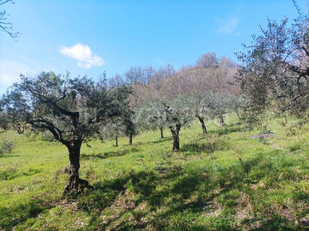 immagine annuncio 5 di 6