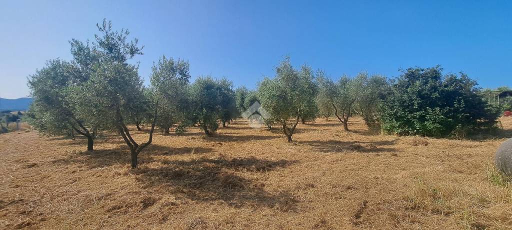immagine annuncio 2 di 6
