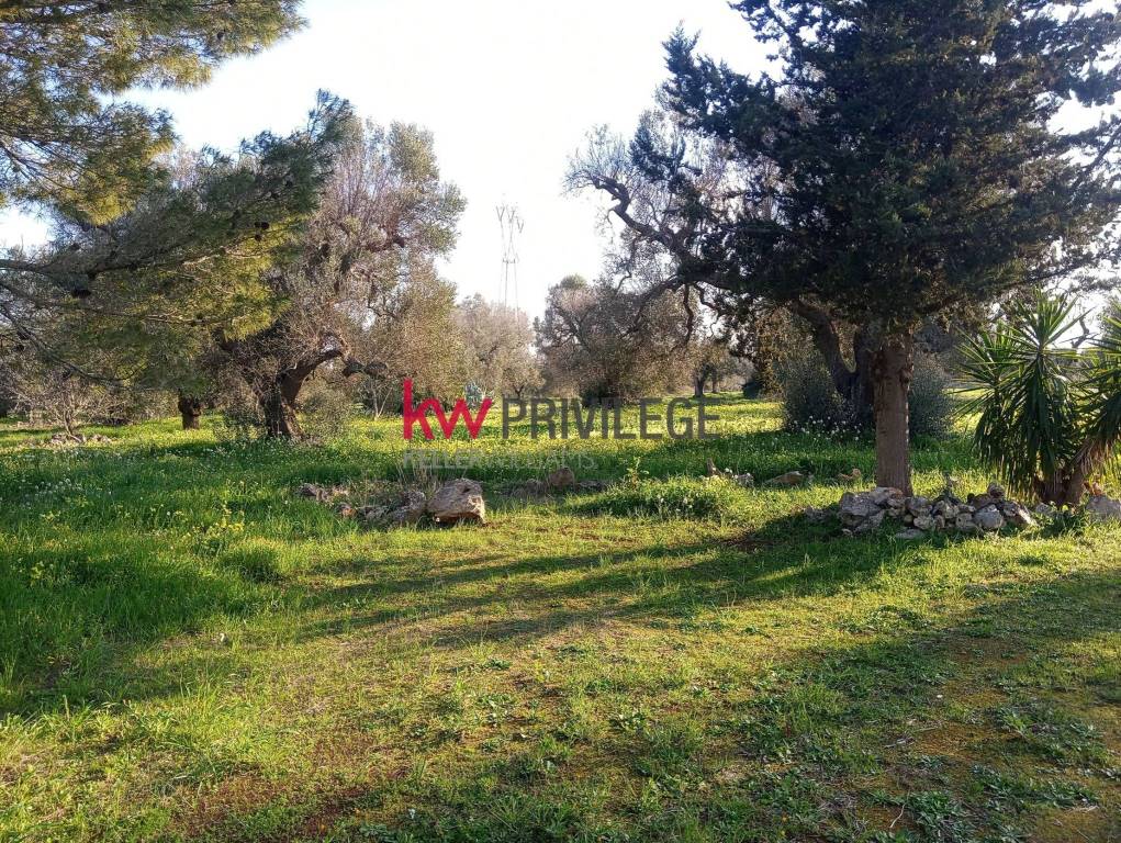 immagine annuncio 10 di 13