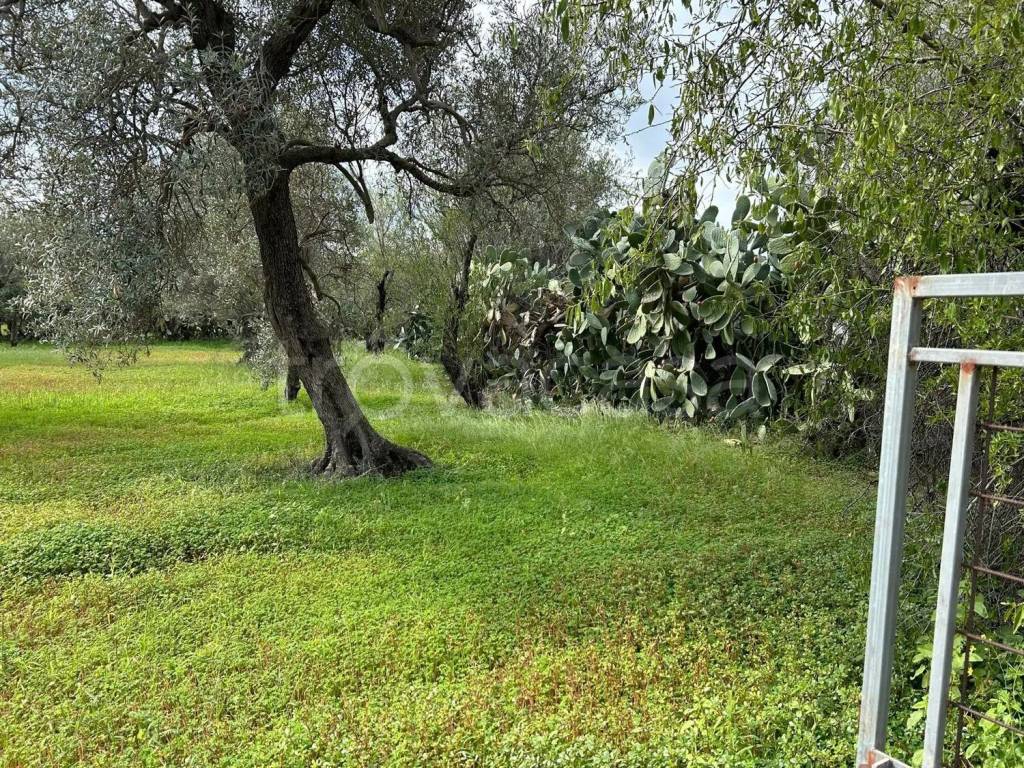 immagine annuncio 1 di 6