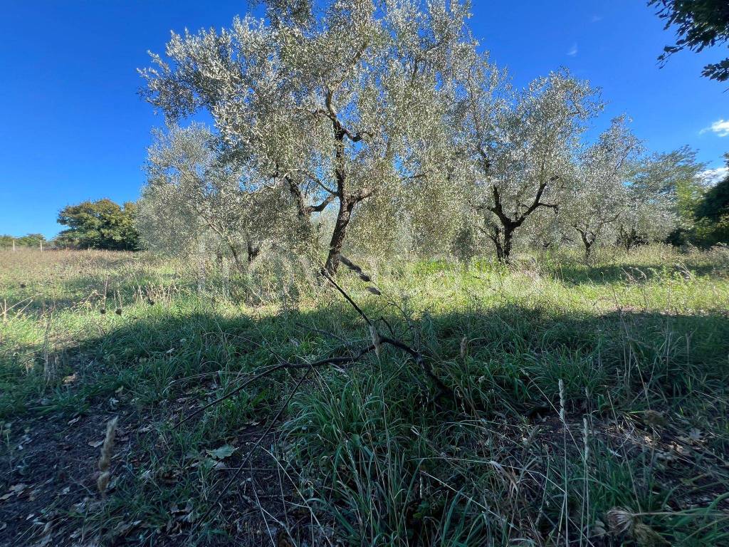 immagine annuncio 3 di 11