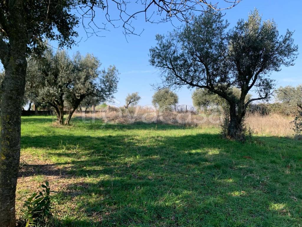 immagine annuncio 7 di 9
