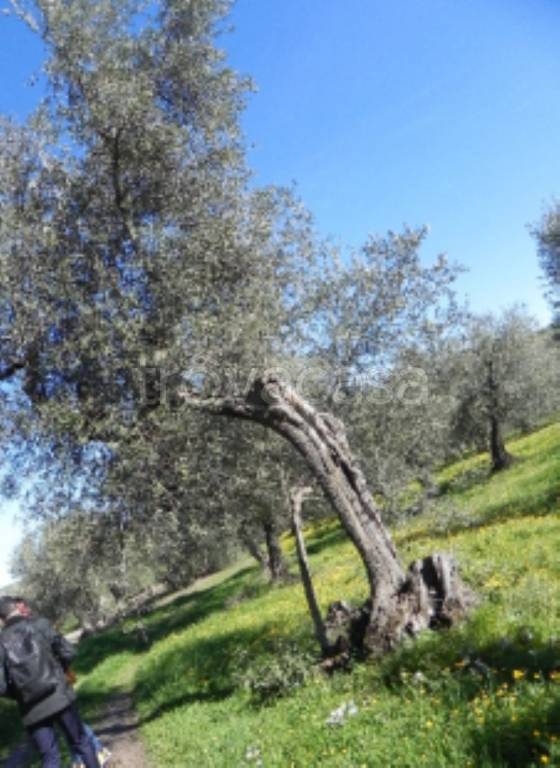 immagine annuncio 4 di 11