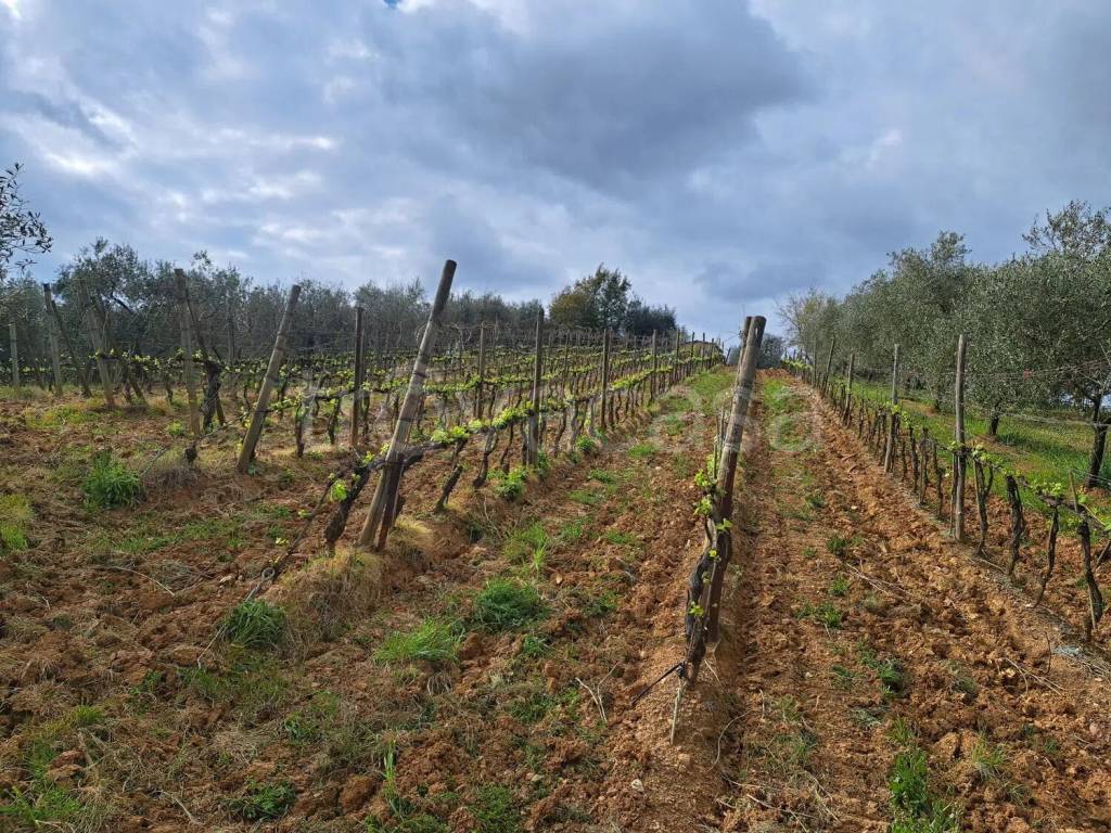 immagine annuncio 2 di 14