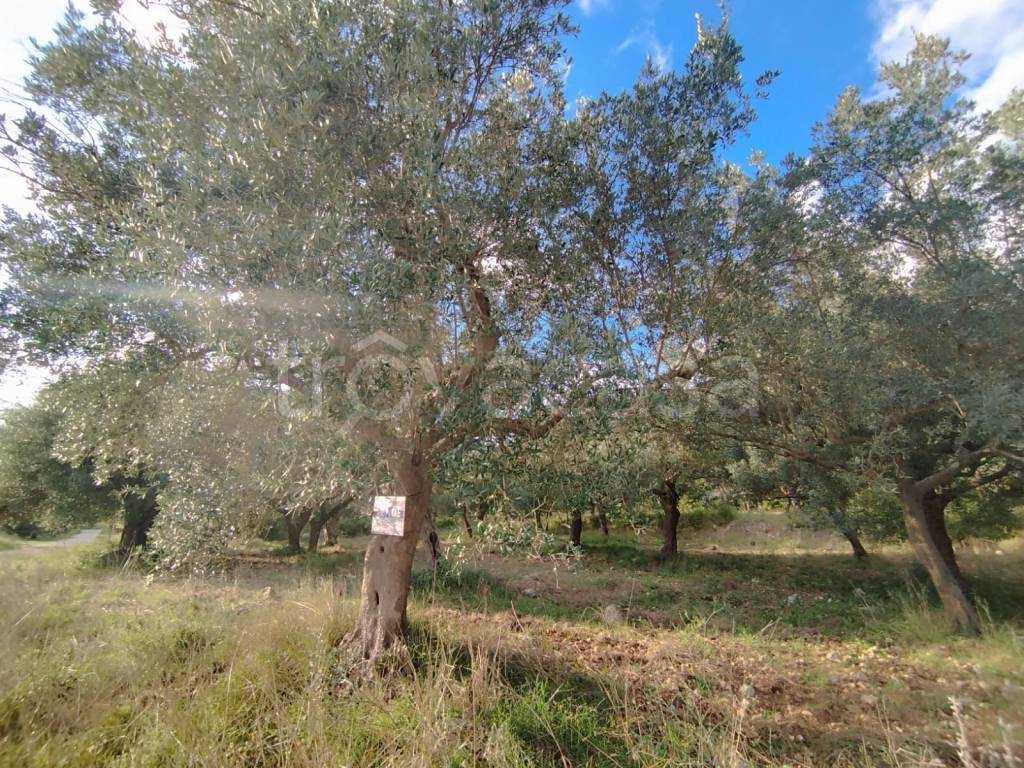 immagine annuncio 2 di 7