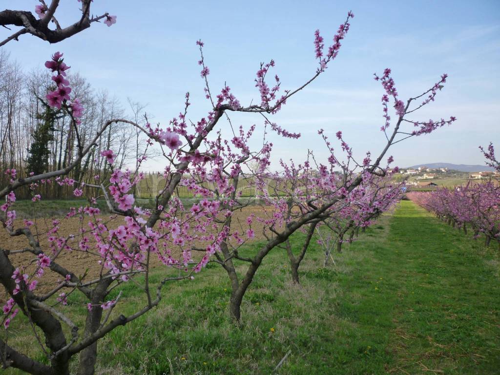 immagine annuncio 5 di 12