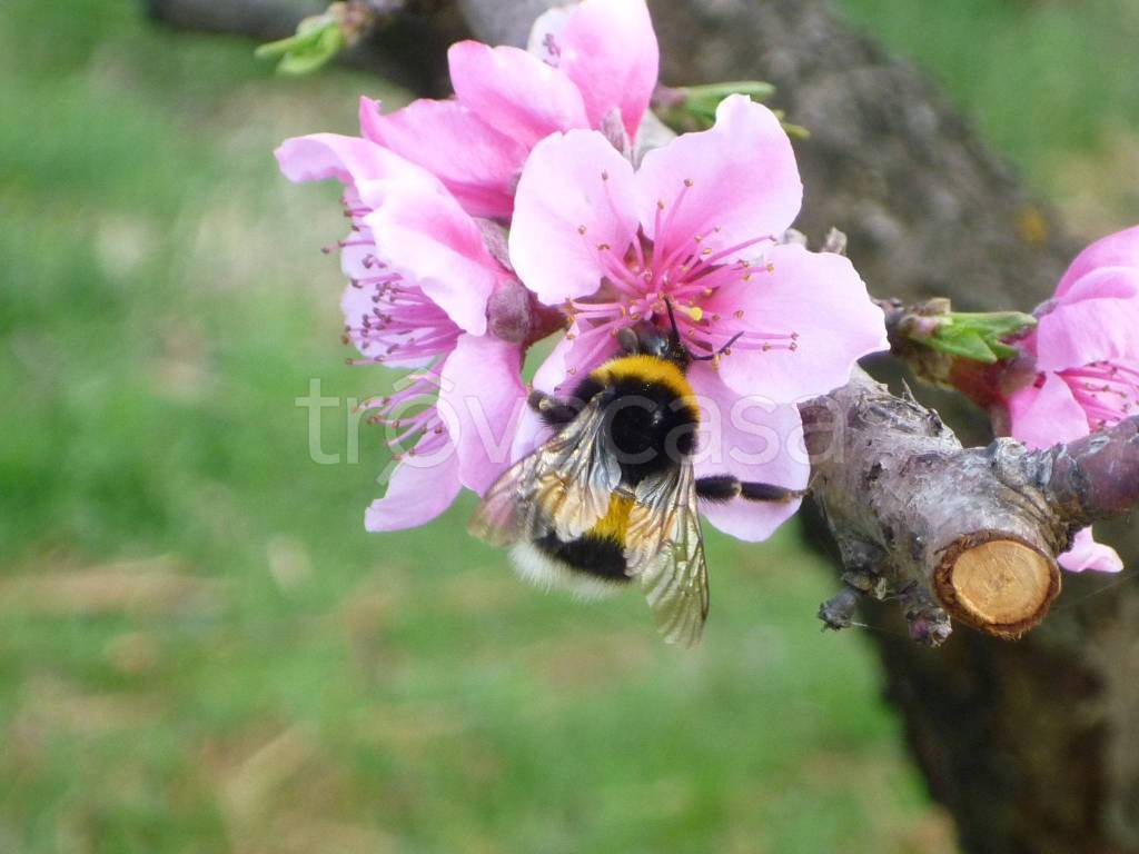 immagine annuncio 6 di 12