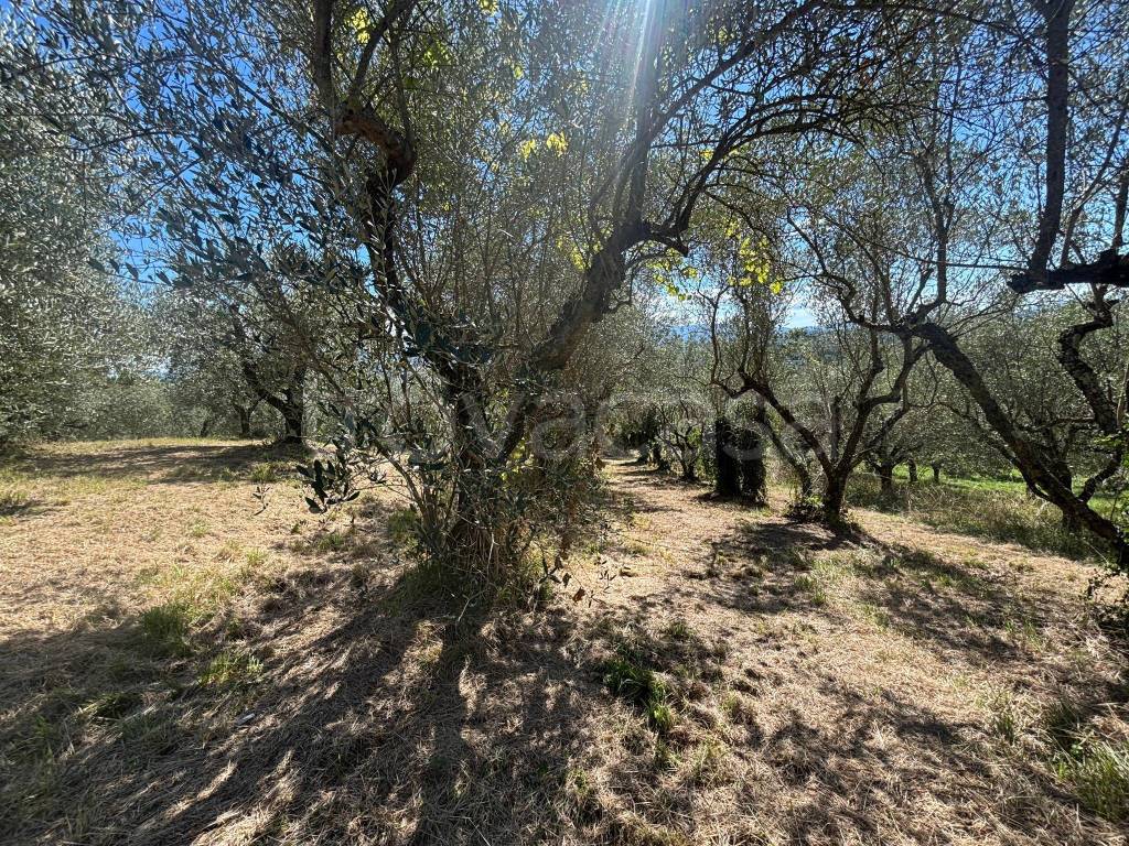 immagine annuncio 5 di 9