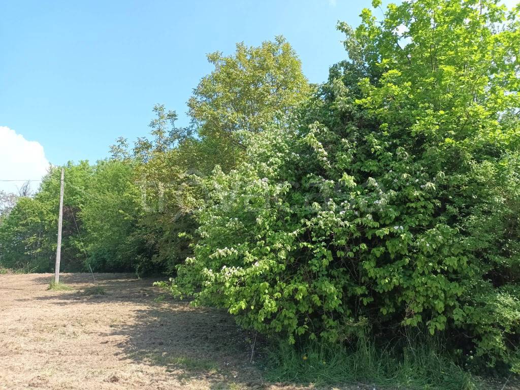 immagine annuncio 4 di 11