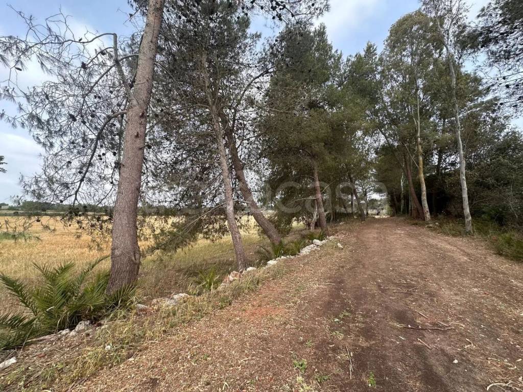 immagine annuncio 6 di 7