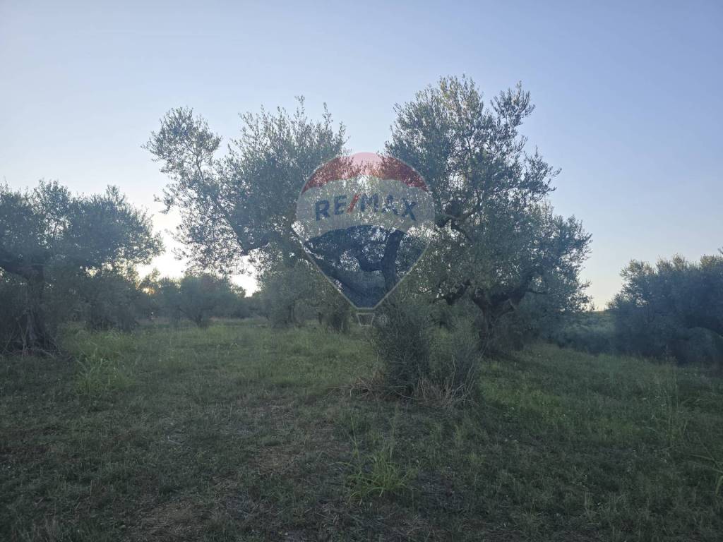 immagine annuncio 4 di 6