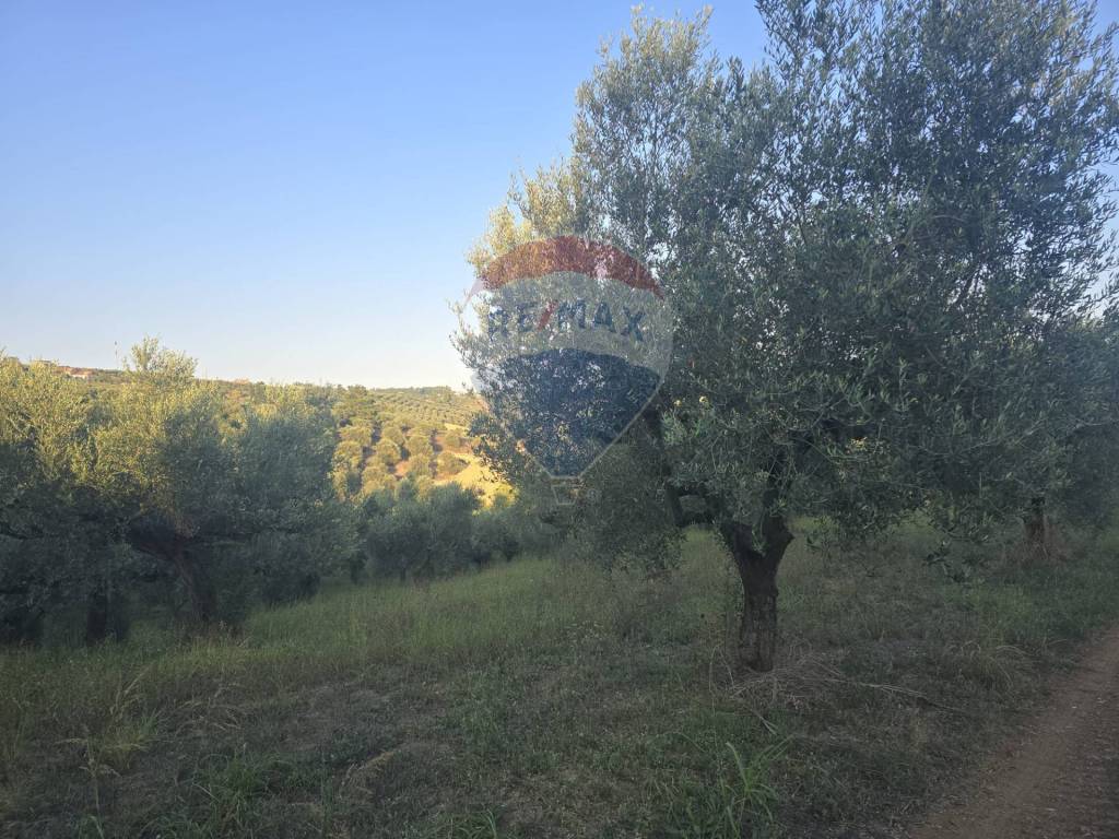 immagine annuncio 1 di 6