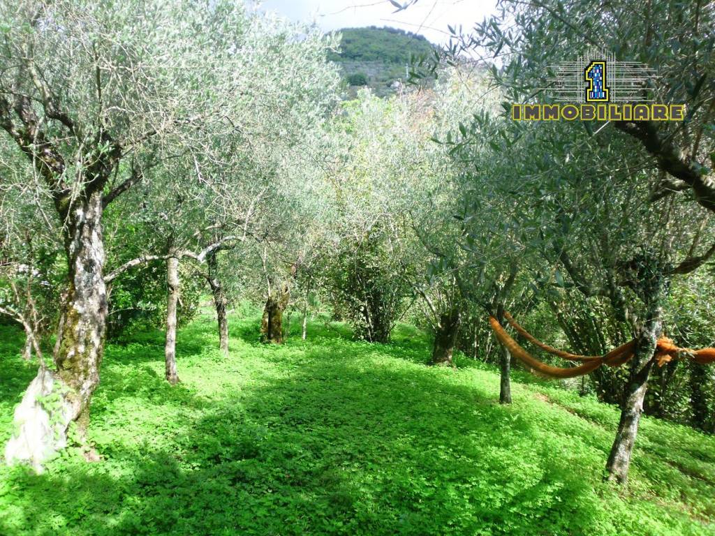 immagine annuncio 4 di 14