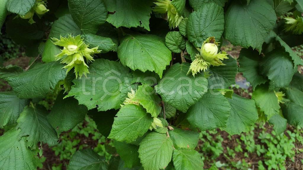 immagine annuncio 6 di 8