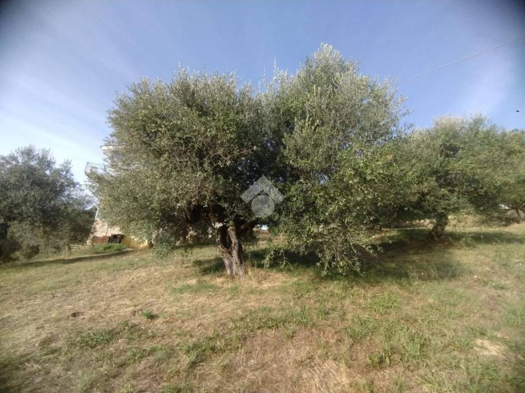 immagine annuncio 1 di 8