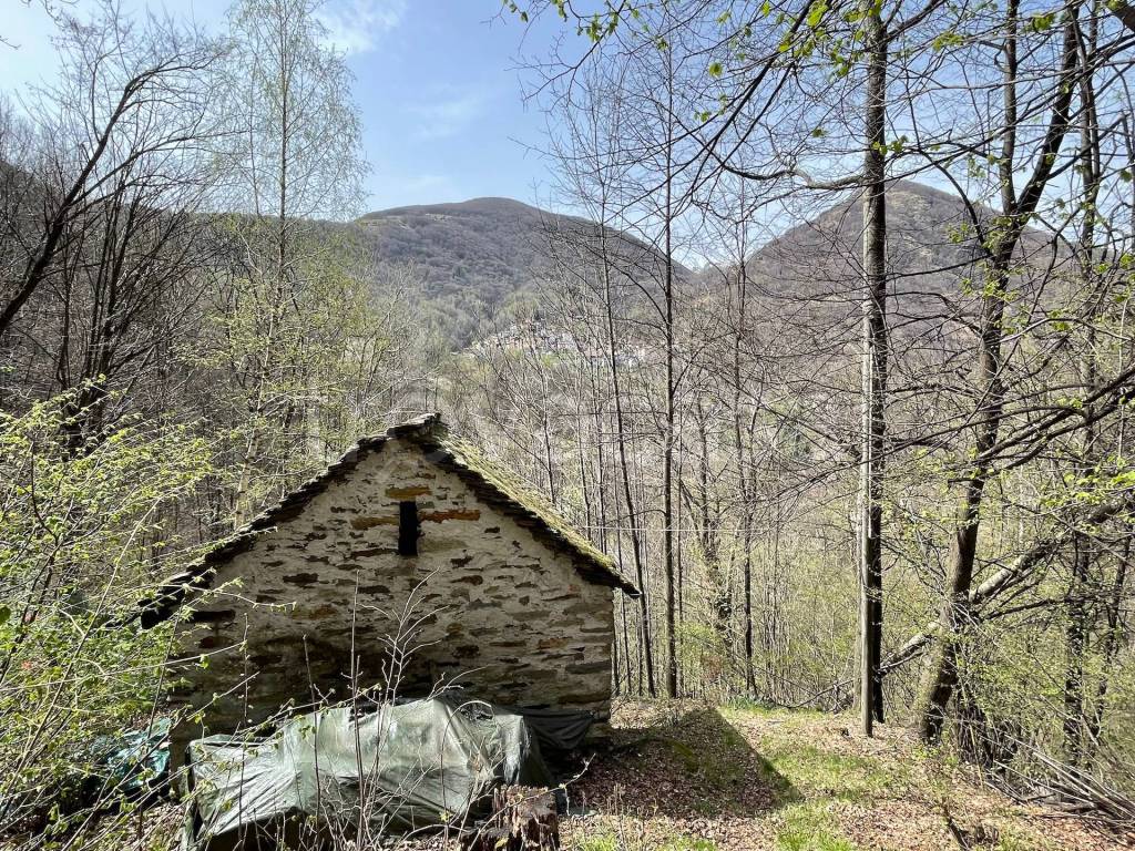 immagine annuncio 5 di 7