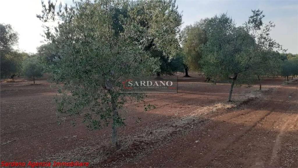 immagine annuncio 5 di 7